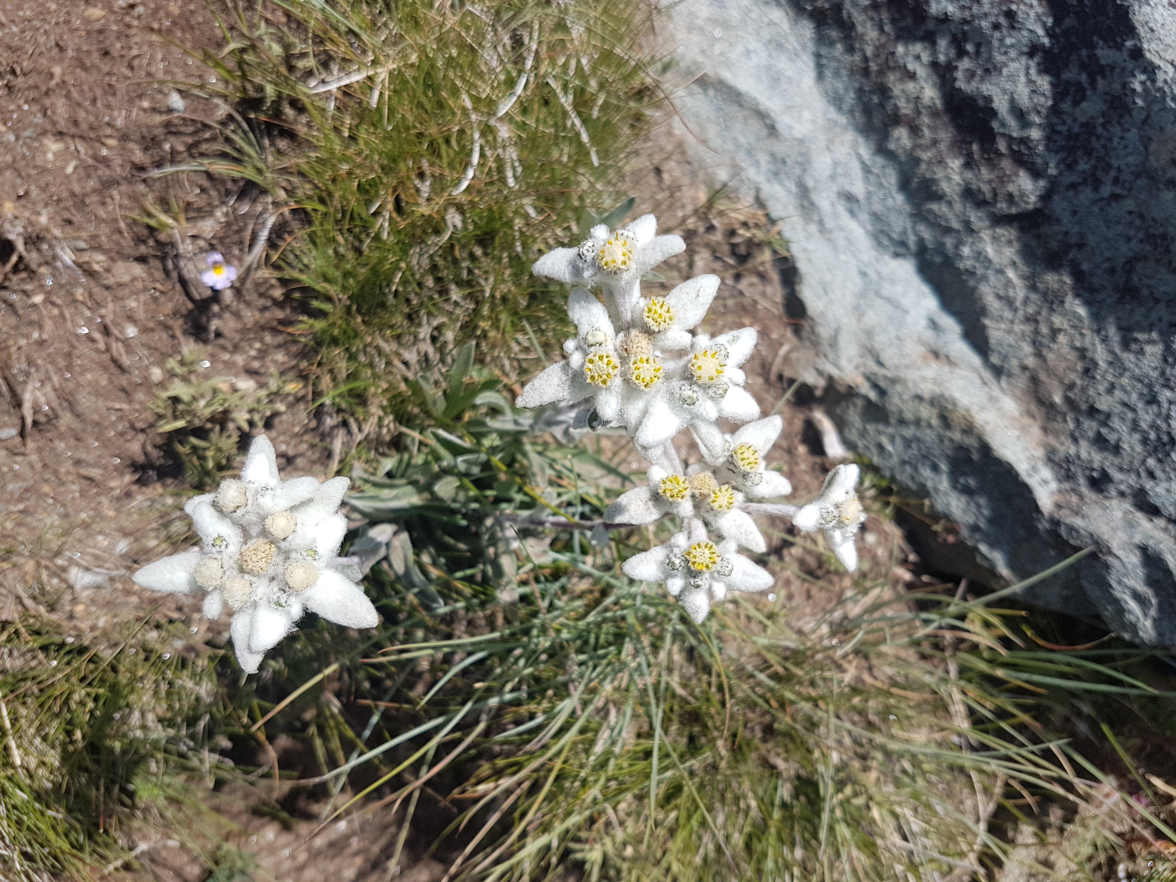 Edelweiss